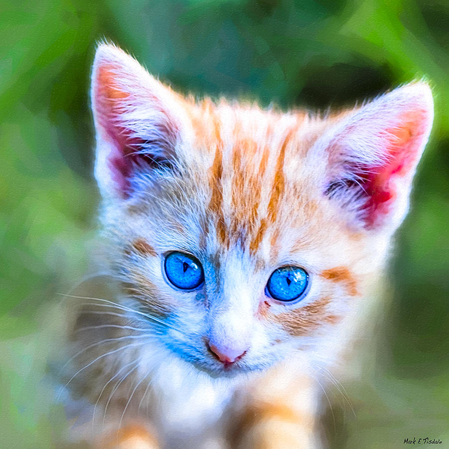 orange tabby cat with blue eyes