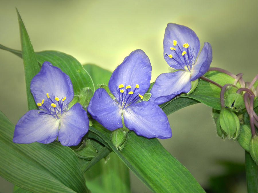 Little Blue Flowers Photograph by Nina Bradica