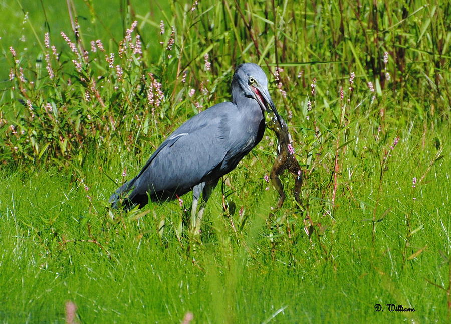 Little Blue Heron at lunch Photograph by Dan Williams