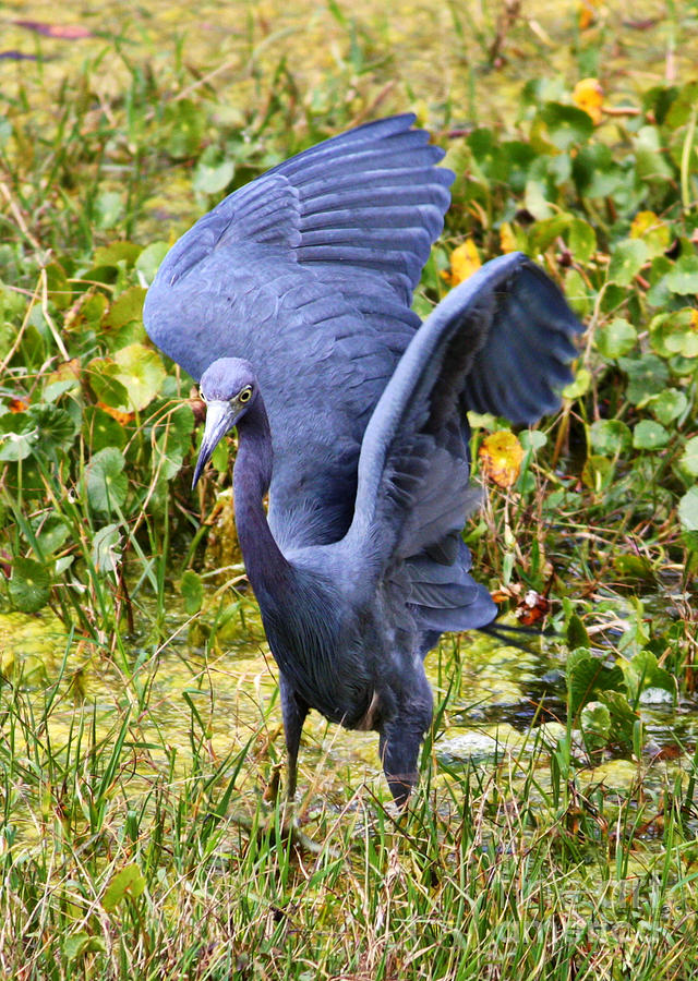 Little Blue Heron Blue Photograph by Carol Groenen