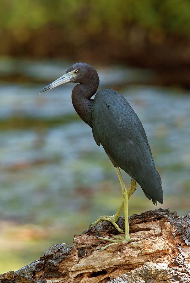 Little Blue Heron By A River Photograph by Bob Gibbons