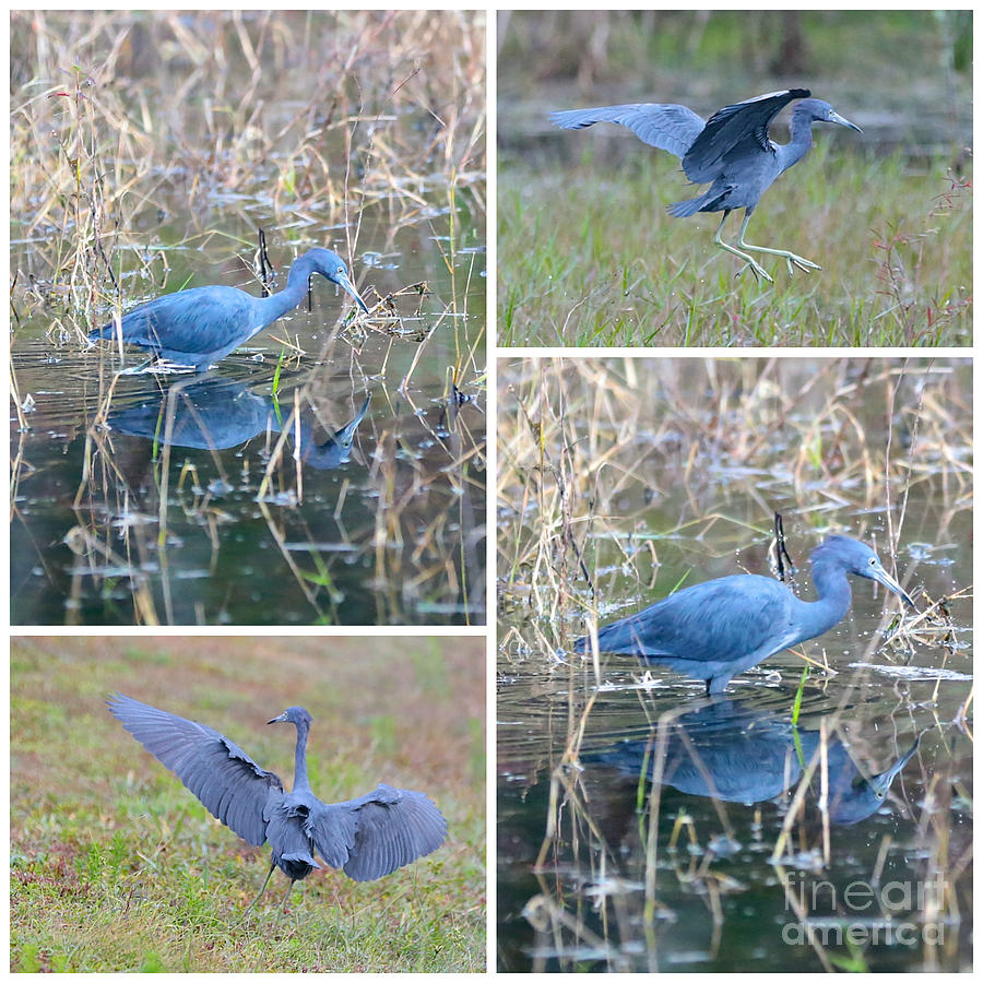 Little Blue Heron Collage Photograph by Carol Groenen