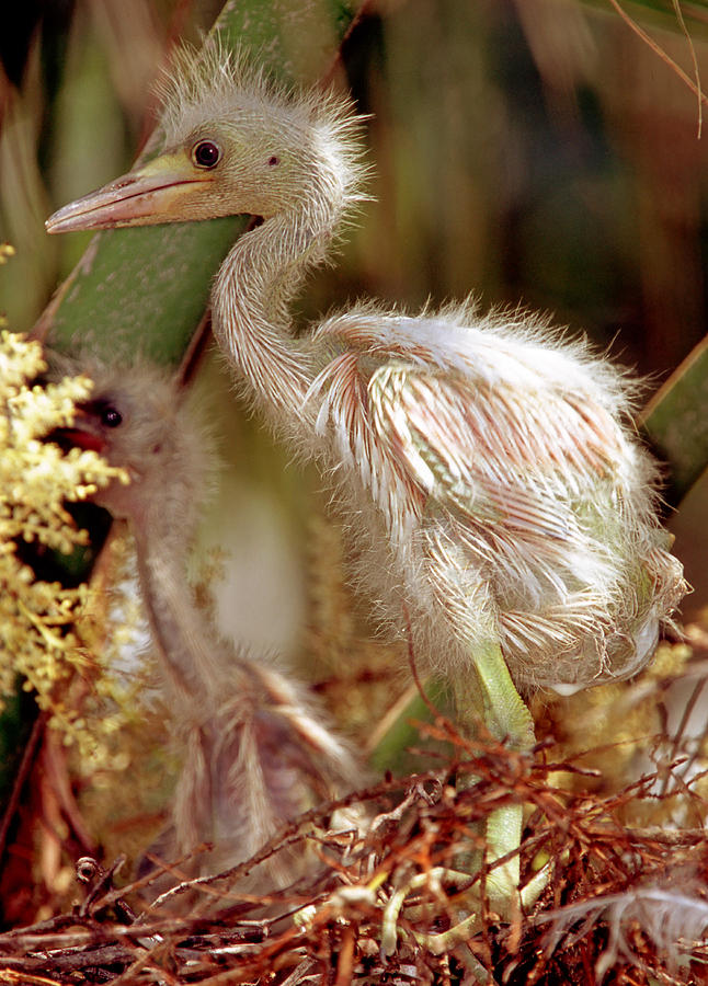 Little Blue Heron Chick Standing In Nest Photograph by Millard H. Sharp