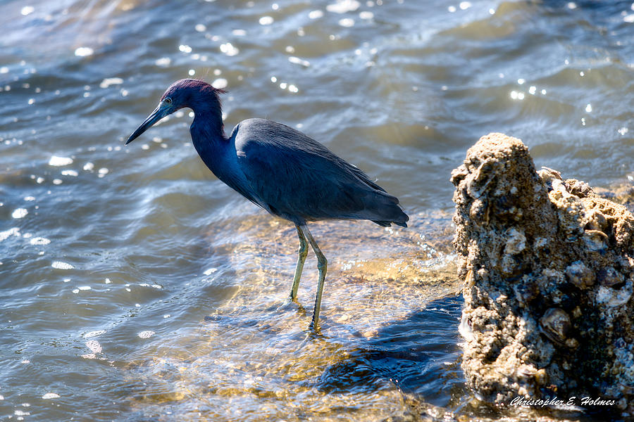 Little Blue Heron Photograph by Christopher Holmes