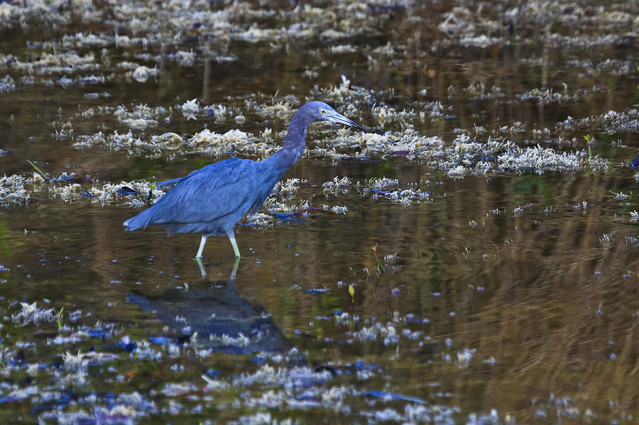 Little Blue Heron Photograph by Gary Hall