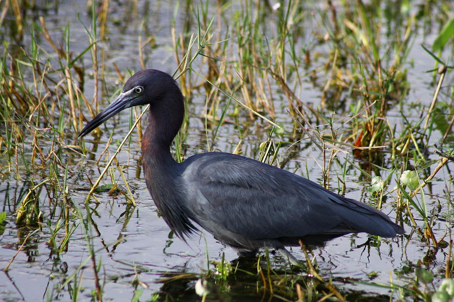 Heron Photograph - Little Blue Heron Hunting by Christiane Schulze Art And Photography