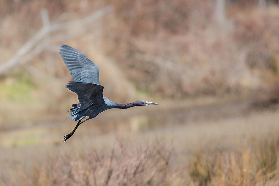 Little Blue Heron In Flight Photograph by Dale Kincaid