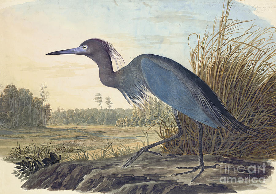 Tree Drawing - Little Blue Heron by Celestial Images
