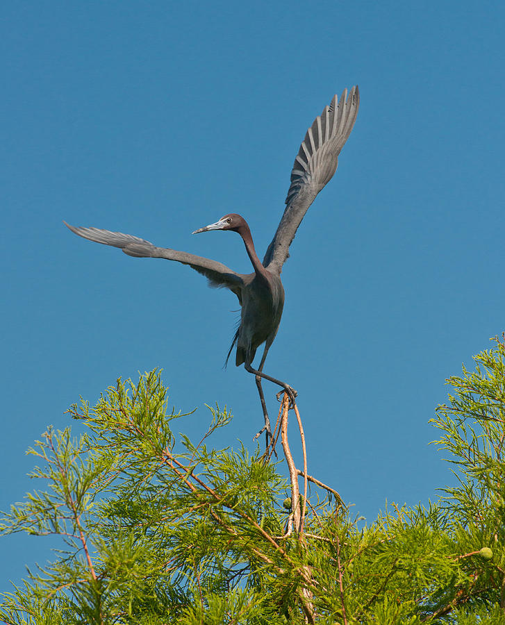 Little Blue Heron Photograph by Michael Lustbader