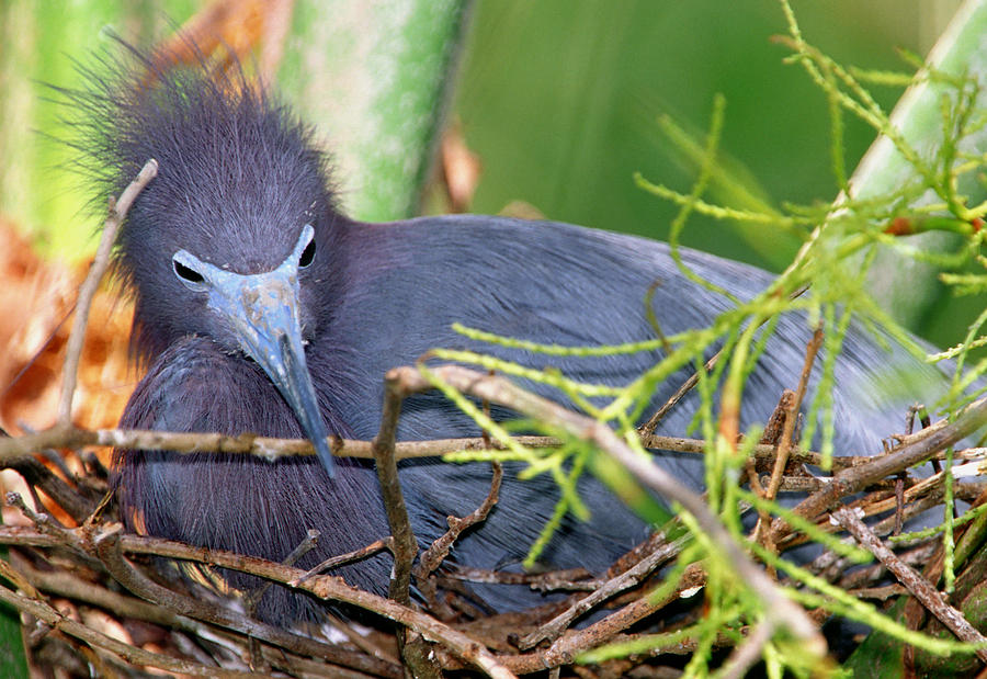 Little Blue Heron Nesting Photograph by Millard H. Sharp