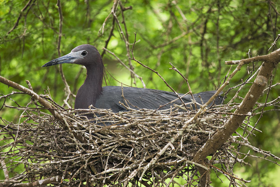 Little Blue Heron Nesting Texas Photograph by Tom Vezo