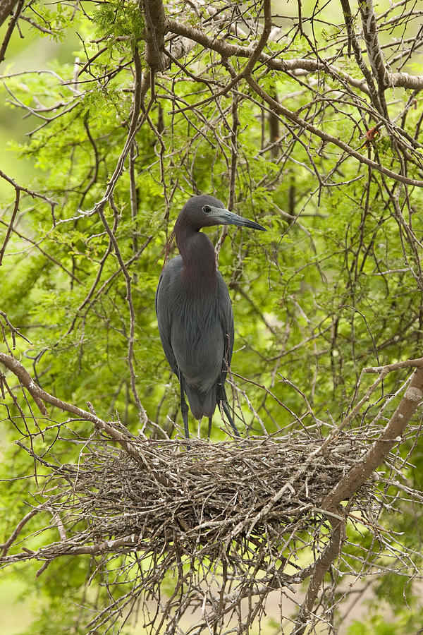 Little Blue Heron On Nest Texas Photograph by Tom Vezo