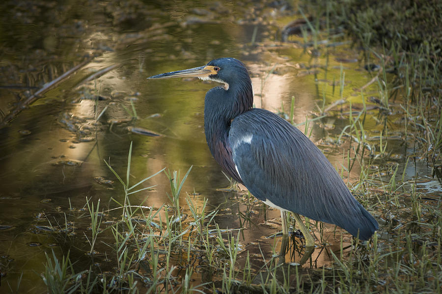 Little Blue Heron Photograph by Penny Lisowski