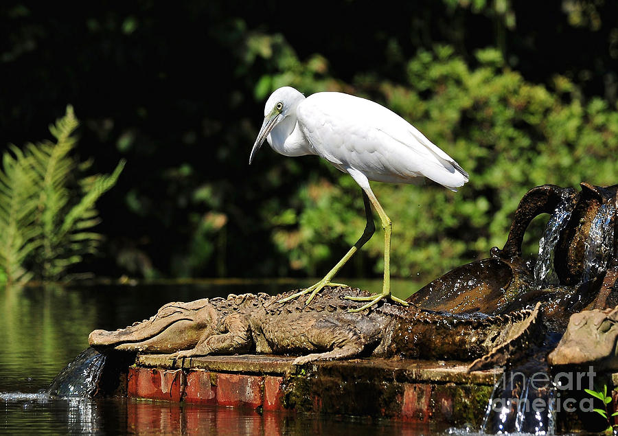Bird Photograph - Little Blue Heron White Morph In An Alligator Fountain by Kathy Baccari