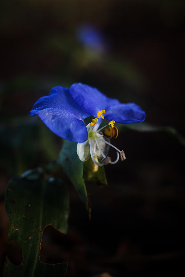Commelina Erecta Photograph - Little Blue by Mario Morales Rubi
