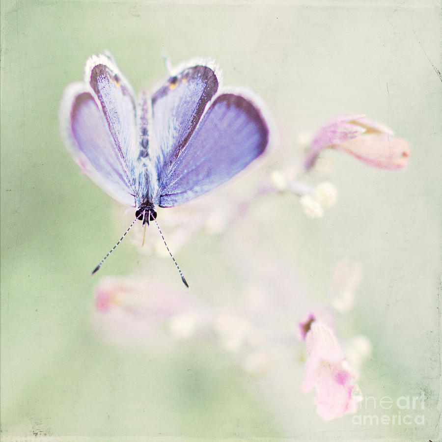 Little Blue Photograph by Pam  Holdsworth