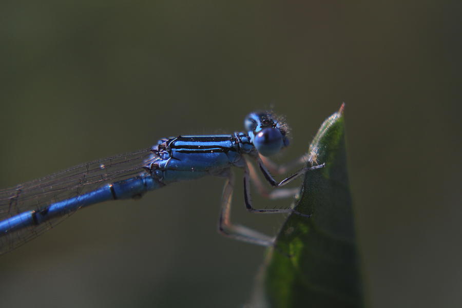 Little Blue Photograph by Trent Mallett