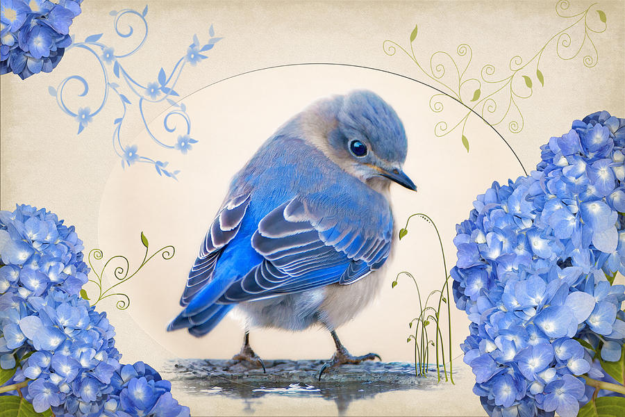 Bluebird Photograph - Little Bluebird in Hydrangea Garden by Bonnie Barry