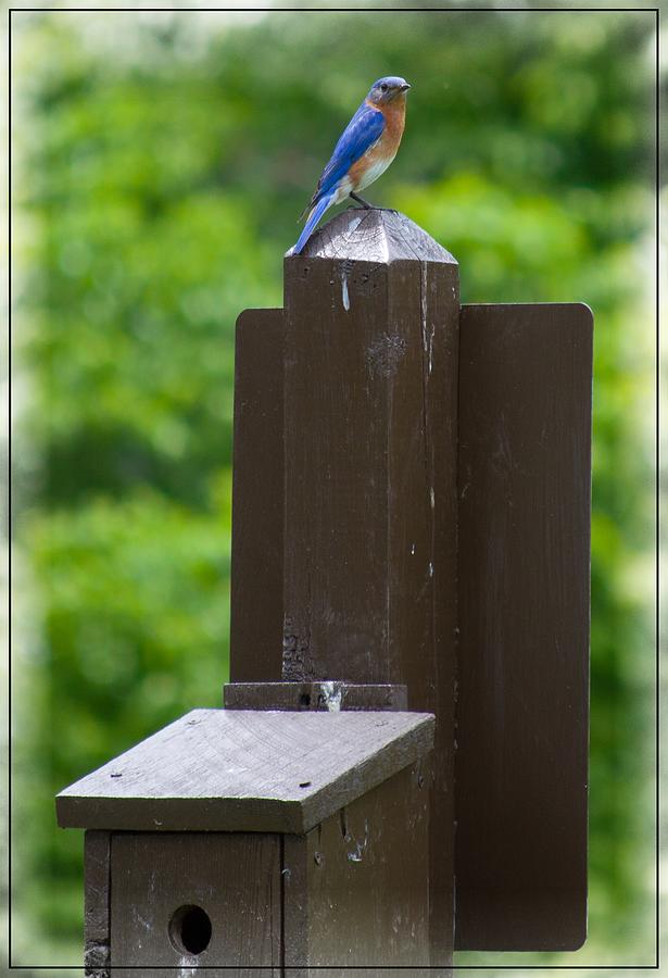 Little Bluebird Photograph by Jens Larsen