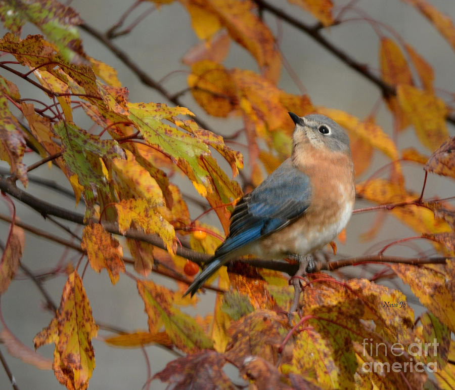 Little Bluebird Photograph by Nava Thompson