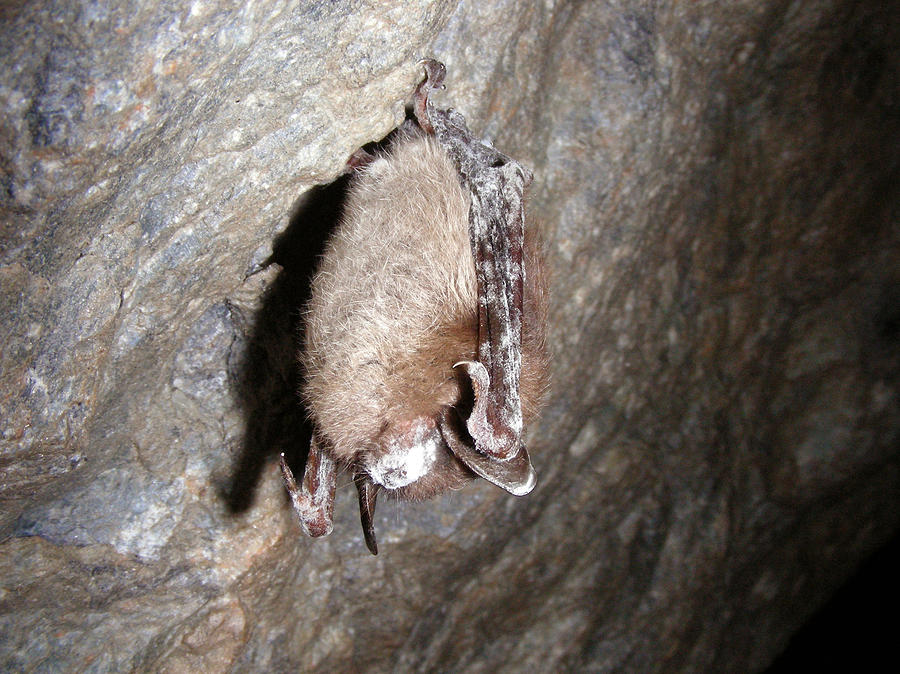 Little Brown Bat With White Nose Photograph by USFWS/Science Source
