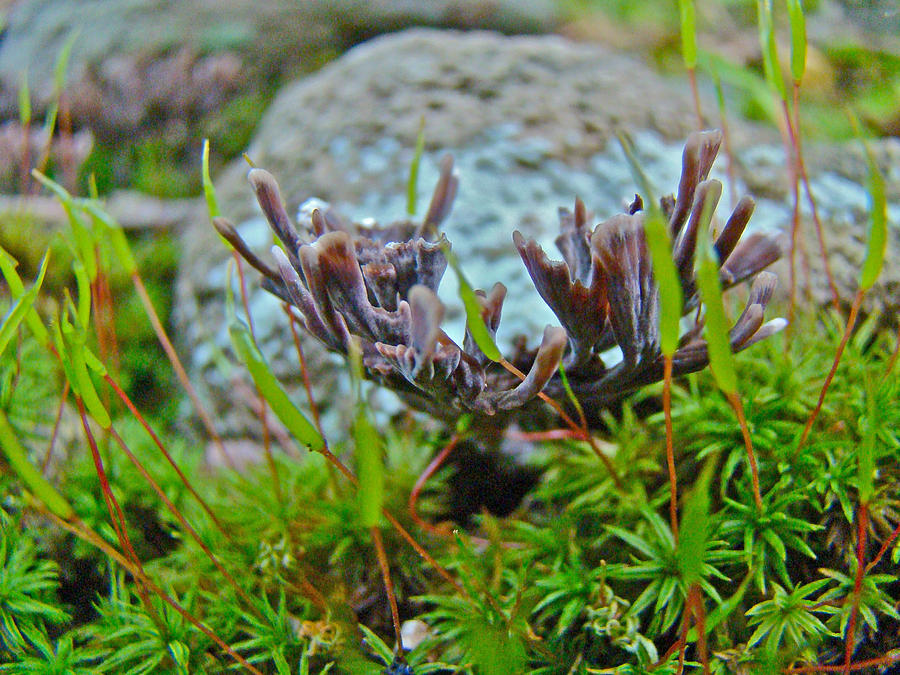Little Brown Fingers in the Moss Photograph by Carol Senske
