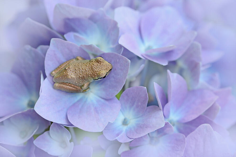 Nature Photograph - Little Brown Frog on Hydrangea Flower  by Jennie Marie Schell