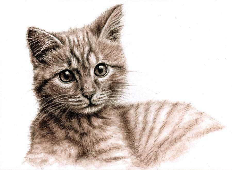 Cat Drawing - Little Brown Kitten by Nicole Zeug