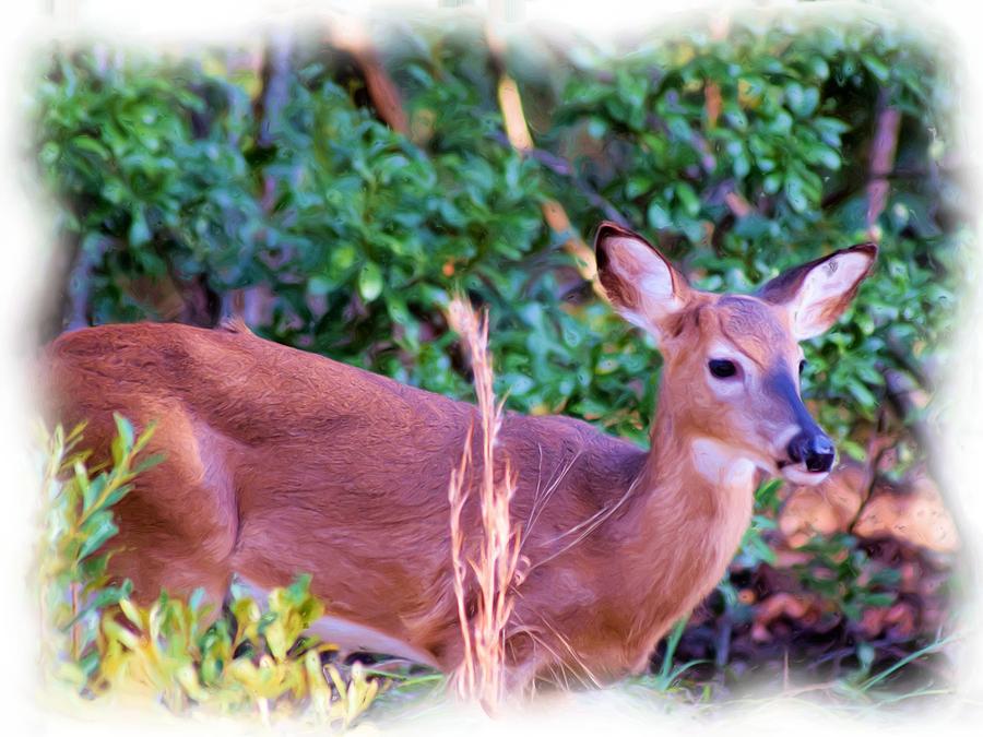 Little Buck Stepping Out Photograph by Sheri McLeroy