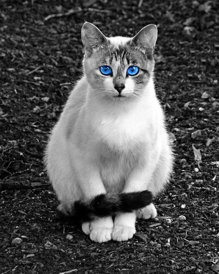 Little Blue Eyes Photograph by Nick Kloepping