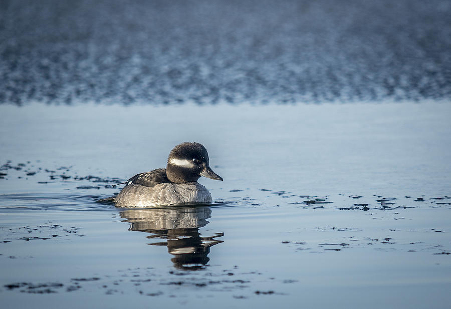 Little Bufflehead Photograph by Andy Smetzer