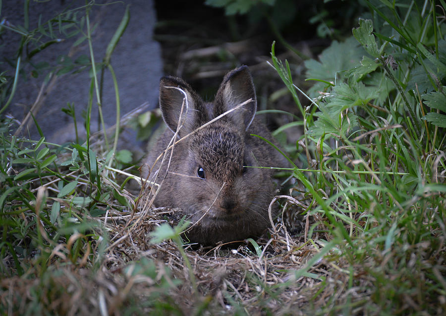 Little Bun Lives in the Woodpile II Photograph by Ronda Broatch