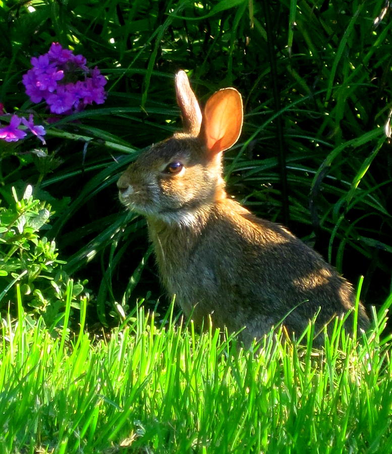 Little Bunny Photograph by Suzanne DeGeorge