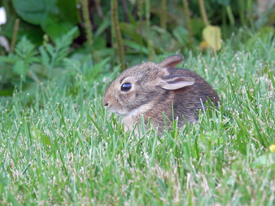 Little Bunny Wabbit 1 Photograph by Pema Hou