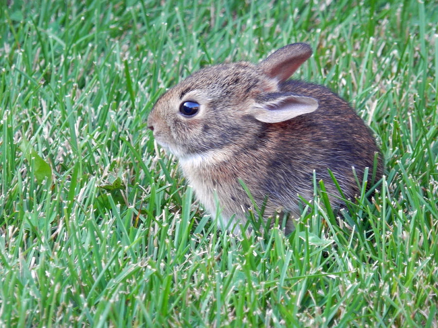 Little Bunny Wabbit Photograph by Pema Hou