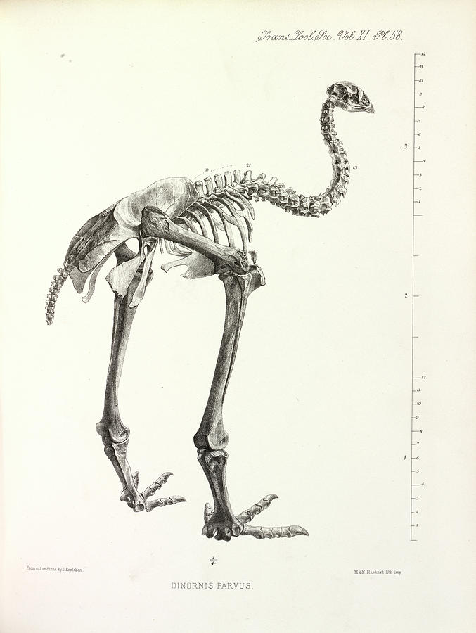 Wildlife Photograph - Little Bush Moa by Natural History Museum, London