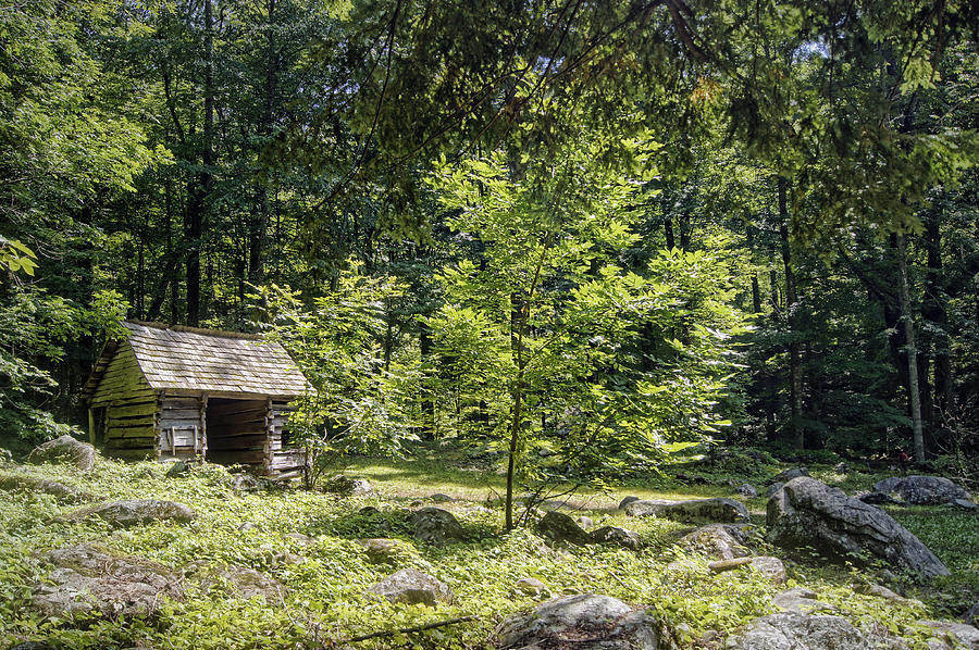 Little Cabin in the Woods Photograph by Cricket Hackmann