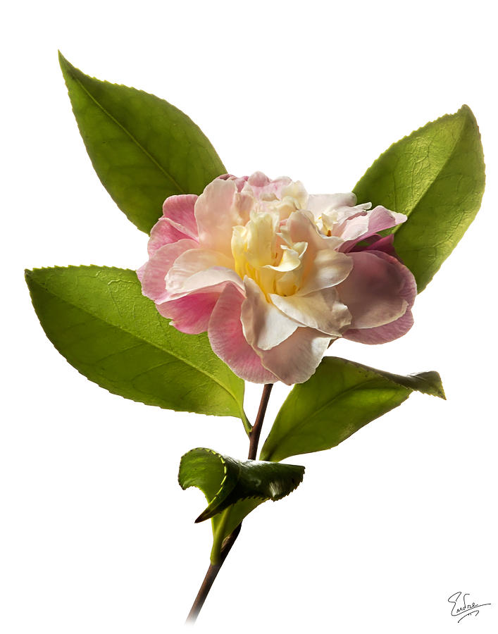 Little Camellia Photograph by Endre Balogh