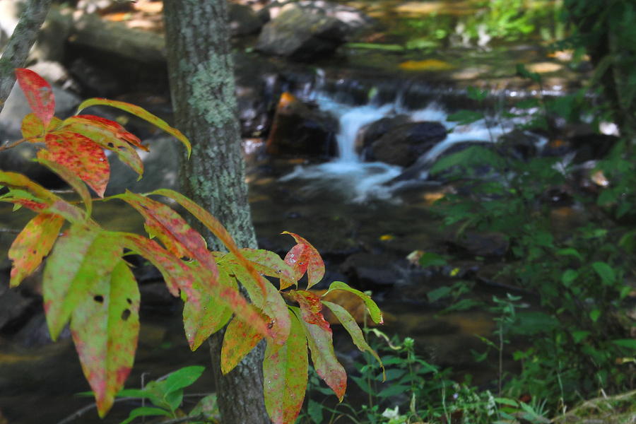 Landscape Photograph - Little Cascade And Fall Leaves by Cathy Lindsey