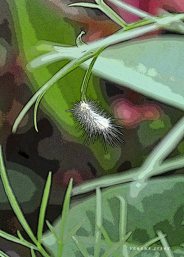 Little Caterpillar 2 Photograph by Verana Stark