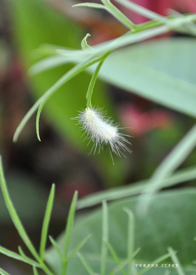 Little Caterpillar Photograph by Verana Stark