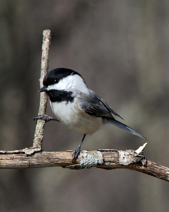 Little Chickadee 2 Photograph by John Crothers