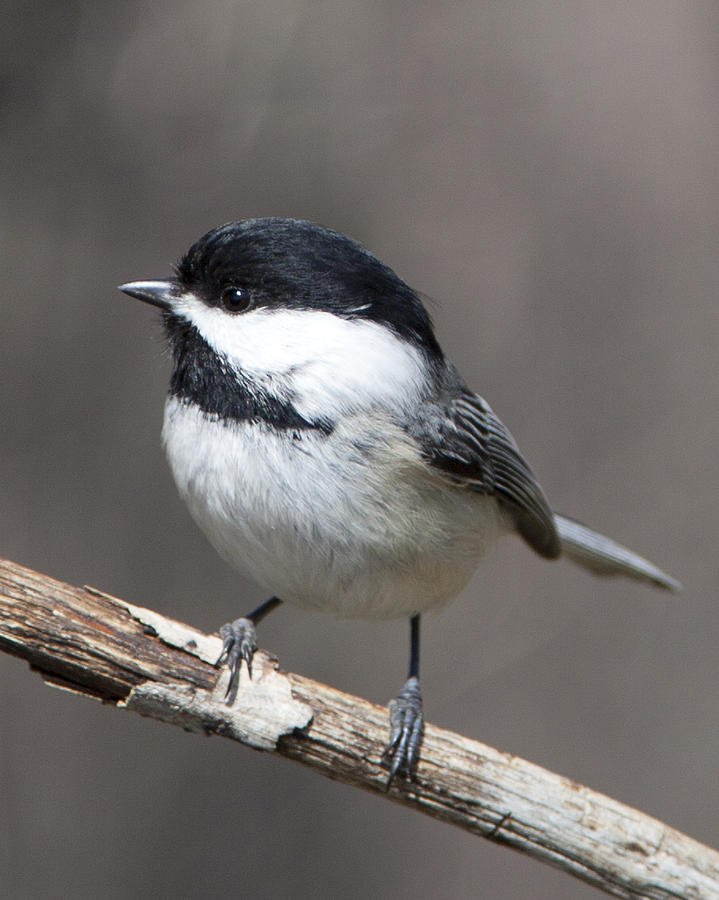 Little Chickadee 3 Photograph by John Crothers