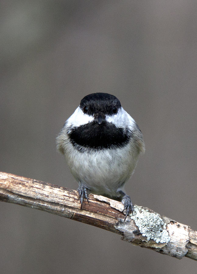 Little Chickadee 5 Photograph by John Crothers