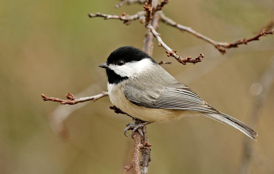 Little Chickadee Photograph by Lara Ellis | Fine Art America