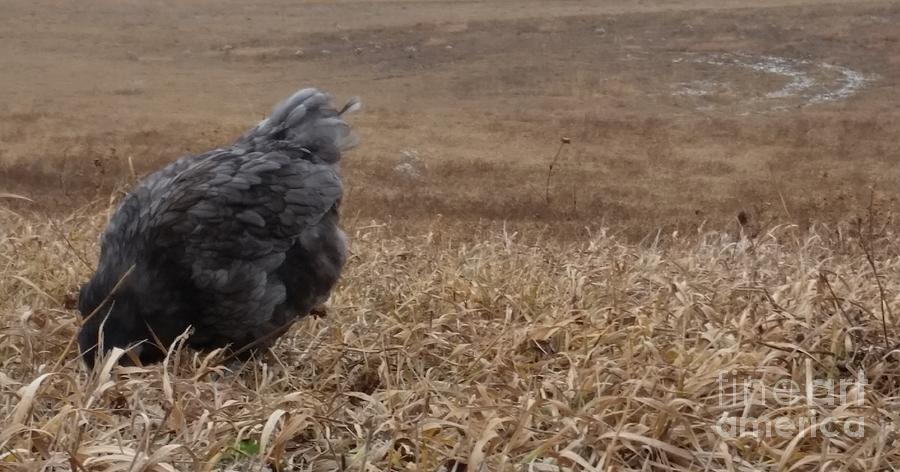 Little Chicken on the Prairie Photograph by Caryl J Bohn