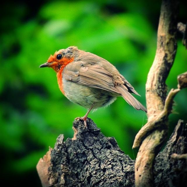 Nature Photograph - Little Cock Robin On A Bad Hair Day! by Karie-ann Cooper