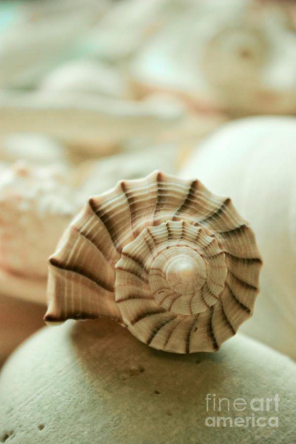 Little Conch Shell Photograph by Colleen Kammerer