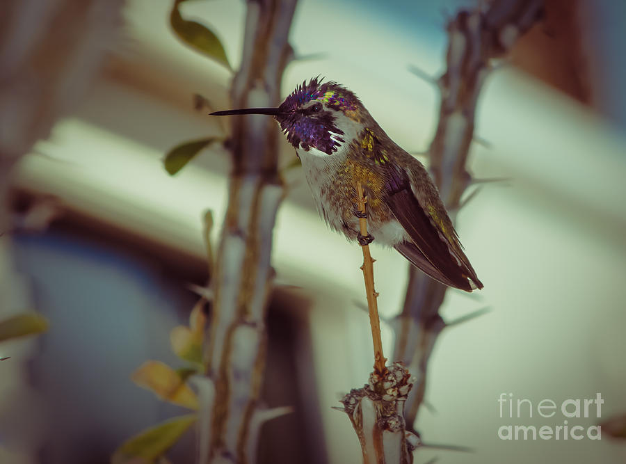 Little Costas Hummingbird Photograph by Robert Bales
