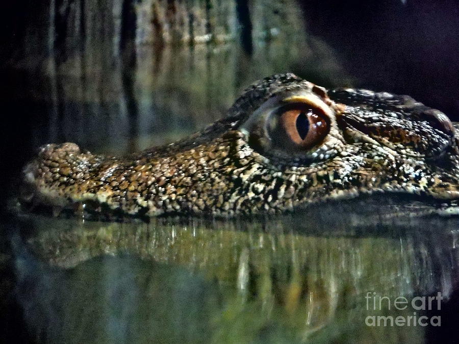 Little Croc Photograph by Paddy Shaffer